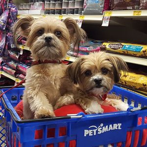 Image post by @PetSmart on Twitter