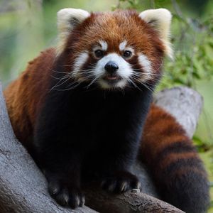 Image post by @sandiegozoo on Instagram