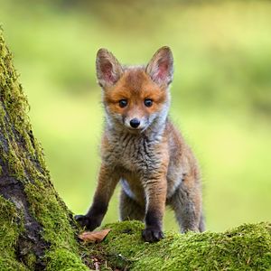 Image post by @animalplanet on Instagram
