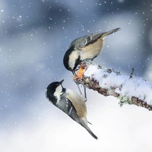 Image post by @bbcearth on Instagram
