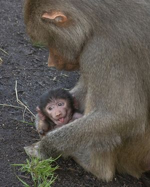 Image post by @sandiegozoo on Instagram