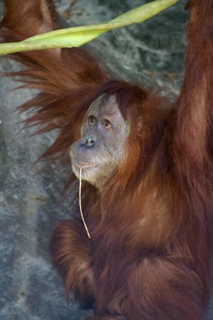 Image post by @bhamzoo on Instagram