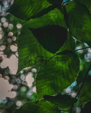 Image post by @epic_footage_studios on Instagram
