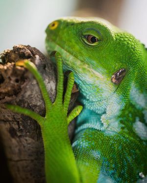 Image post by @sandiegozoo on Instagram