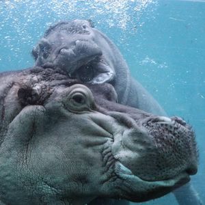 Image post by @sandiegozoo on Instagram