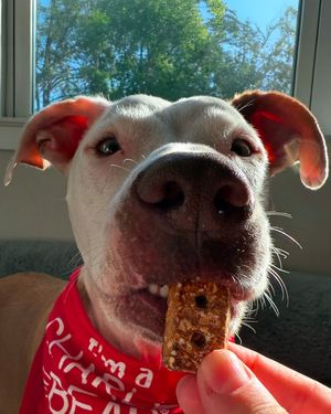 Image post by @charlee_bear_dogtreats on Instagram