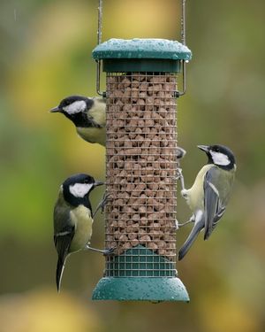 Image post by @rspb on Instagram