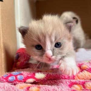 Image post by @brunrik.and.pyrene.ragdolls on Instagram