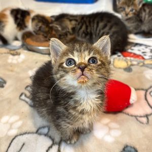 Image post by @spokhumanesoc on Instagram
