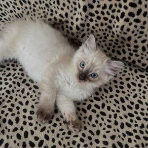 Image post by @brunrik.and.pyrene.ragdolls on Instagram