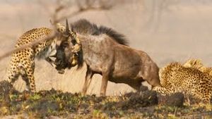Video post by @bbcearth on YouTube