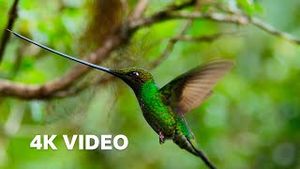Video post by @bbcearth on YouTube