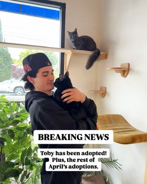 Image post by @coolcatcollectivelbc on Instagram