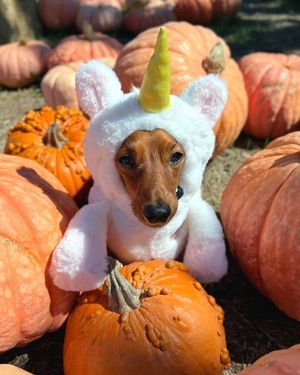 Image post by @pupcorntreats on Instagram