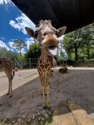 Image post by @bhamzoo on Instagram