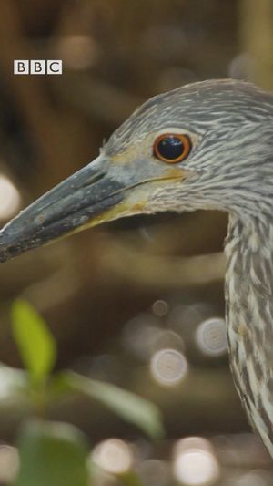 Video post by @bbcearth on Instagram