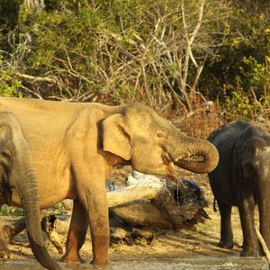 Image post by @hiltonyalaresort on Instagram