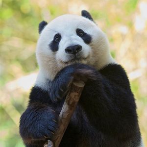 Image post by @sandiegozoo on Instagram