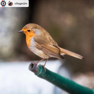 Image post by @rspb on Instagram