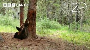 Video post by @bbcearth on YouTube