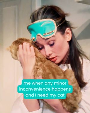Image post by @solidgoldpets on Instagram