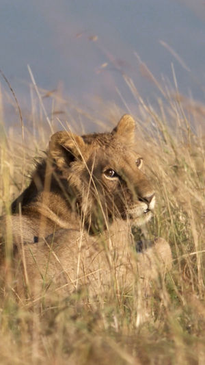 Video post by @natgeotv on TikTok