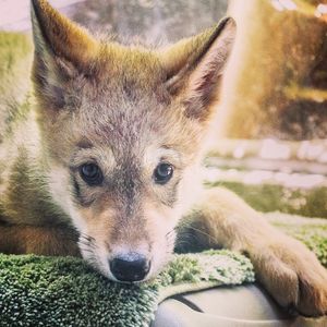 Image post by @sandiegozoo on Instagram