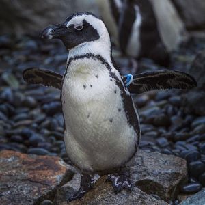 Image post by @sandiegozoo on Instagram