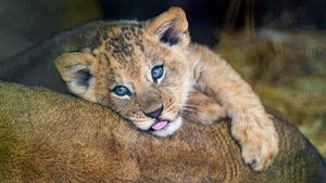 Image post by @animalplanet on Instagram