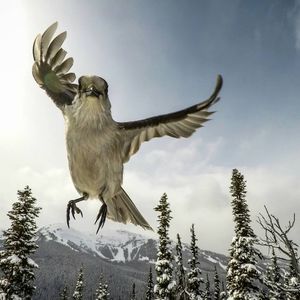 Image post by @whistlerblackcomb on Instagram