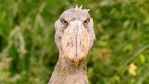 Video post by @bbcearth on YouTube