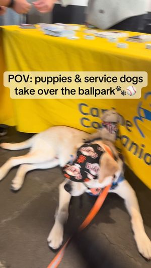 Video post by @canineorg on Instagram