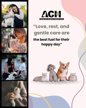 Image post by @achwalnutcreek on Instagram
