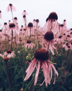 Image post by @leafyaffair on Instagram