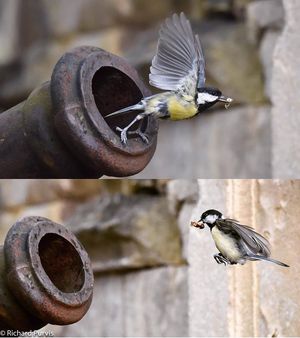 Image post by @rspb on Instagram