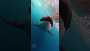 Video post by @gopro on YouTube