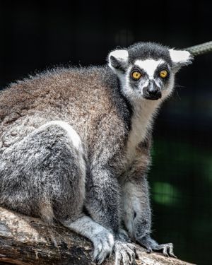 Image post by @thetorontozoo on Instagram