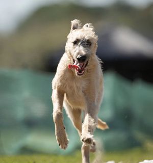 Image post by @thesavannahwolfhound on Instagram