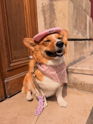 Image post by @ziggy_thecorg on Instagram