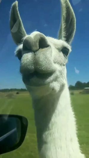 Video post by @alyshiafaith on Instagram