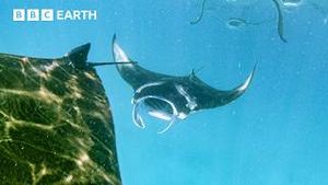 Video post by @bbcearth on YouTube