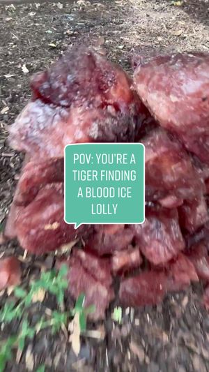 Video post by @cbbc on TikTok
