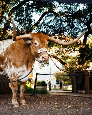 Image post by @texasvolleyball on Instagram