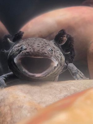 Image post by @bhamzoo on Instagram