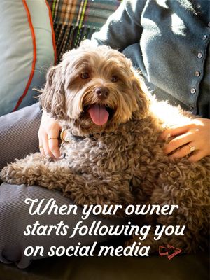 Image post by @goodcleandog on Instagram