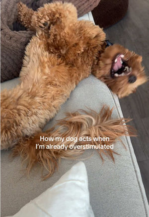 Video post by @tedflixnchill on TikTok