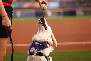 Image post by @nashvillesounds on Twitter