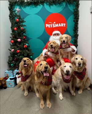 Image post by @petsmart on Instagram