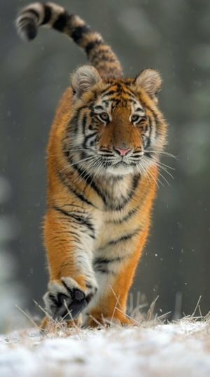 Video post by @bbcearth on Instagram