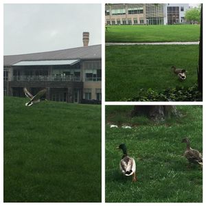 Image post by @arcadiaalumni on Instagram